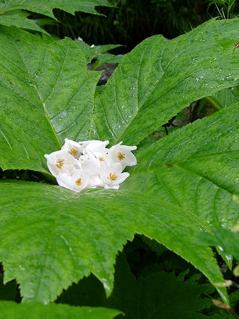 hakuun_drop_060617.jpg