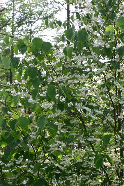hakuun_suzunari_050624.jpg