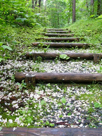 hakuunn_falledF_060617.jpg