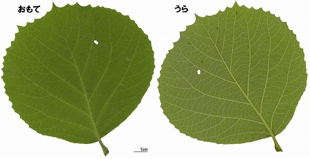 hakuunn_leaf.jpg