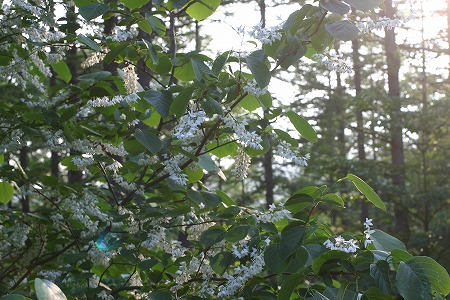 hakuunnboku_F_050624.jpg