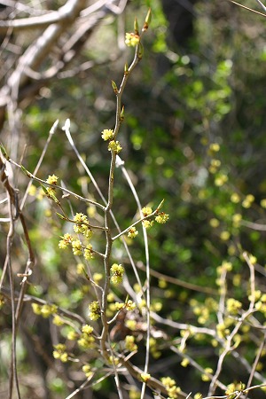 s060423アブラチャンの花.jpg