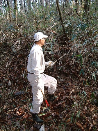篠竹の生える山